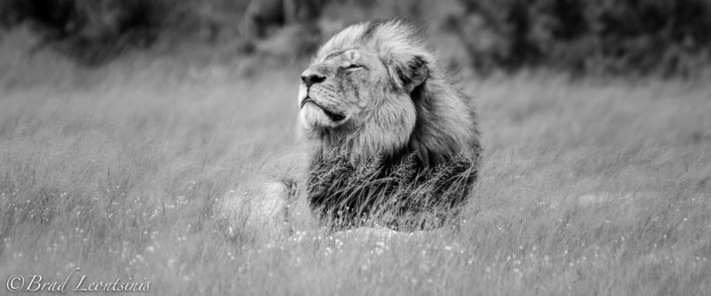 Legacy of a King  #Cecilthelion