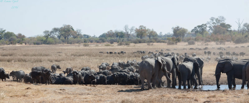 Log pile Hide Returns to Savuti Camp for Epic Dry Season Action
