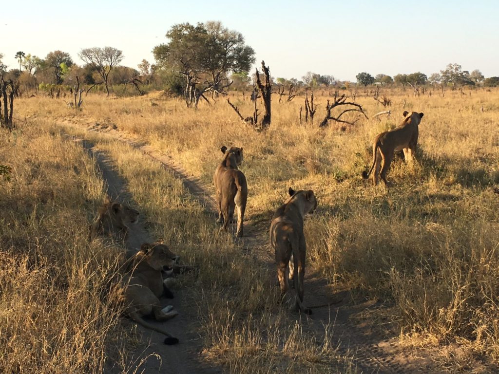 A pride of lion in Hwange National Park