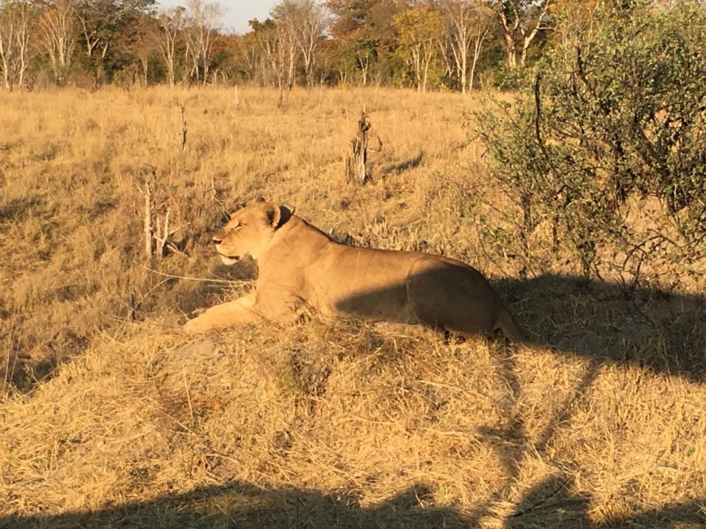 Female Lion in Hwange National Park